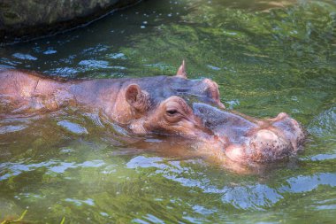Su aygırı, ya da su aygırı, çoğunlukla otçul memeli su kapatın