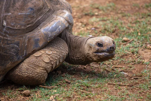 Seyşeller 'in dev kaplumbağası ya da aldabrachelys dev hololissa, Seyşeller' in dev kubbeli kaplumbağası olarak da bilinir. Mauritius Adası 'ndaki dev kaplumbağa, yaklaş.