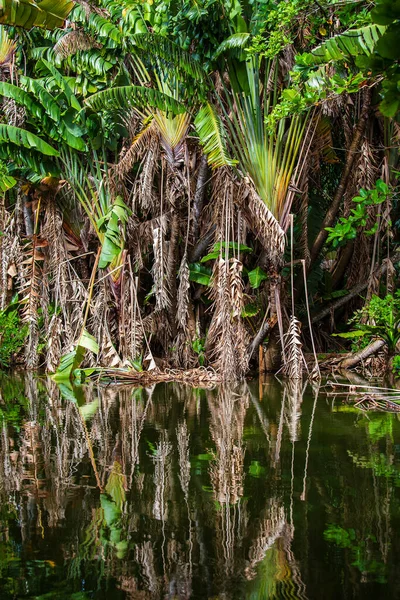 Agua Del Lago Palmeras Verdes Selva Tropical Reflejo Espejo Agua — Foto de Stock