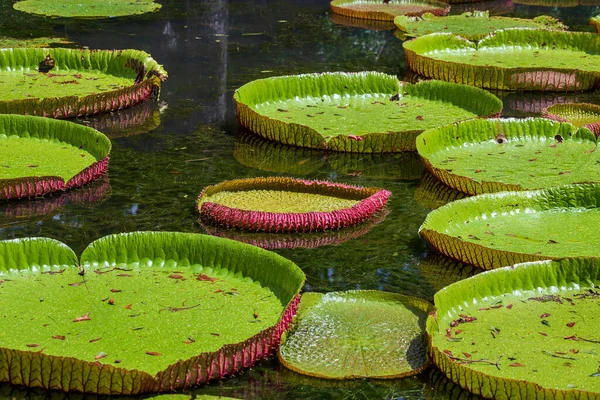 Mauritius Adası 'ndaki botanik bahçesinde dev bir nilüfer çiçeği. Victoria amazonica ya da Victoria regia, kapatın.