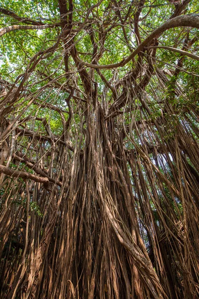 Old Ancient Banyan Tree Long Roots Start Top Branches Ground — Stock Photo, Image