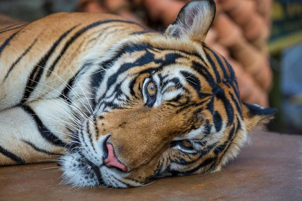 Tigre Menteur Gros Plan Repos Tigre Visage Arrière Plan — Photo