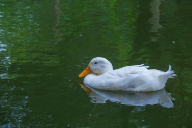 Gölde yüzen beyaz bir ördek. Yaklaş.