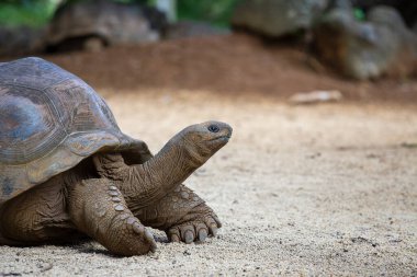Seyşeller 'in dev kaplumbağası ya da aldabrachelys dev hololissa, Seyşeller' in dev kubbeli kaplumbağası olarak da bilinir. Mauritius Adası 'ndaki dev kaplumbağa, yaklaş.