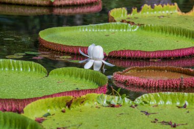 Mauritius Adası 'ndaki botanik bahçesinde dev bir nilüfer çiçeği. Victoria amazonica ya da Victoria regia, kapatın.