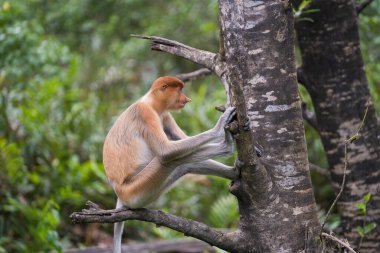 Borneo, Malezya 'nın yağmur ormanlarındaki vahşi Proboscis maymunu, Nasalis larvatus ya da Hollanda maymunu portresi. Kocaman sarkık burunlu inanılmaz bir maymun.