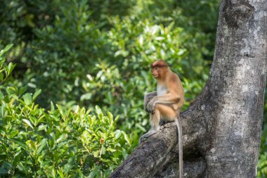 Borneo, Malezya 'nın yağmur ormanlarındaki vahşi Proboscis maymunu, Nasalis larvatus ya da Hollanda maymunu portresi. Kocaman sarkık burunlu inanılmaz bir maymun.