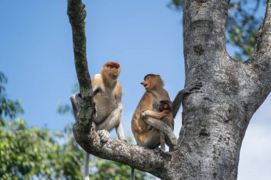 Borneo, Malezya 'nın yağmur ormanlarındaki vahşi Proboscis maymunu, Nasalis larvatus ya da Hollanda maymunu portresi. Kocaman sarkık burunlu inanılmaz bir maymun.