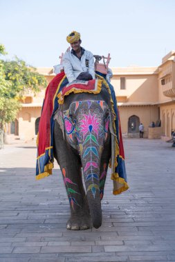 Jaipur, Hindistan - 26 Kasım 2018: Madalyalı filler eski Hindistan 'ın Rajasthan kentindeki Jaipur Kalesi' nde turistlere biniyor