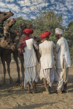 Pushkar, Hindistan - 14 Kasım 2018: Hindistan 'ın kutsal şehri Pushkar, Rajasthan yakınlarındaki Pushkar Camel Mela sırasında çölde yaşayan Hintli erkek ve deve. Bu fuar dünyanın en büyük deve ticaret fuarı.