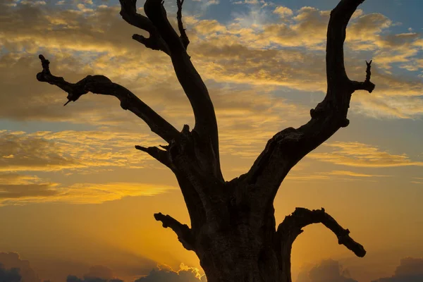 Σιλουέτα Από Ένα Παλιό Κορμό Δέντρου Πάνω Ένα Ηλιοβασίλεμα Ουρανό — Φωτογραφία Αρχείου