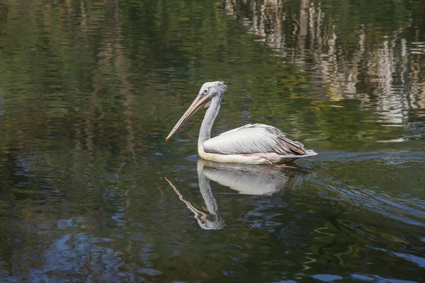 Pelican Surface Lac Eau Dans Nature Gros Plan — Photo