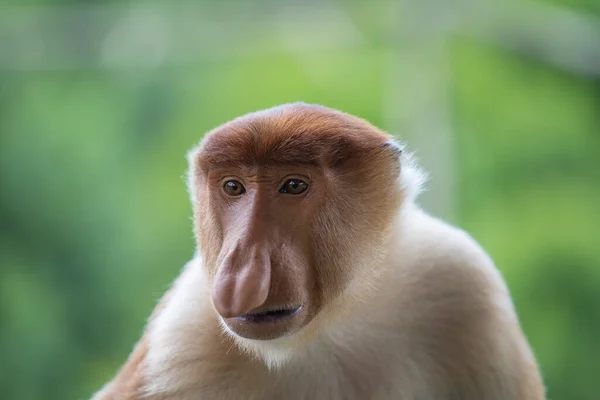 프로보 원숭이 Wild Proboscis Monkey Nasalis Larvatus 네덜란드 원숭이 Dutch — 스톡 사진