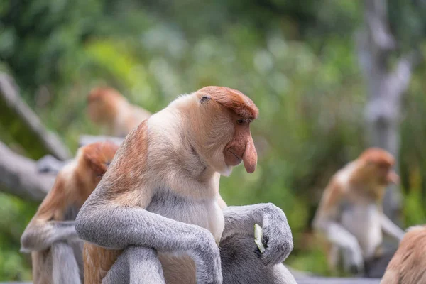 Retrato Macaco Proboscis Selvagem Larvatus Nasalis Macaco Holandês Floresta Tropical — Fotografia de Stock
