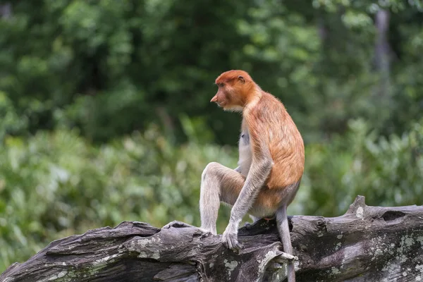 Portrait Wild Proboscis Monkey Nasalis Larvatus Dutch Monkey Rainforest Island — Stock Photo, Image