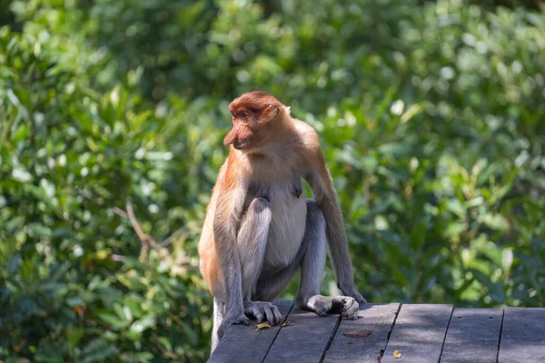 Borneo Malezya Nın Yağmur Ormanlarındaki Vahşi Proboscis Maymunu Nasalis Larvatus — Stok fotoğraf