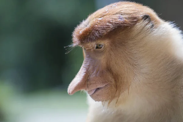 Retrato Macaco Proboscis Selvagem Larvatus Nasalis Macaco Holandês Floresta Tropical — Fotografia de Stock