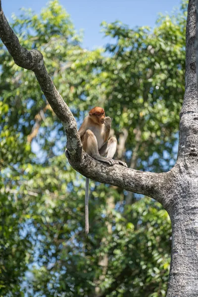 Retrato Mono Probóscis Salvaje Larvatus Nasalis Mono Holandés Selva Tropical — Foto de Stock