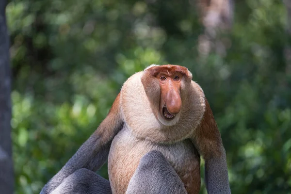 Portrait Wild Aggressive Proboscis Monkey Nasalis Larvatus Dutch Monkey Rainforest — Stock Photo, Image