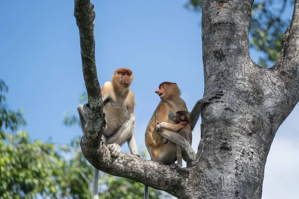 Portrait Wild Proboscis Monkey Nasalis Larvatus Dutch Monkey Rainforest Island — Stock Photo, Image