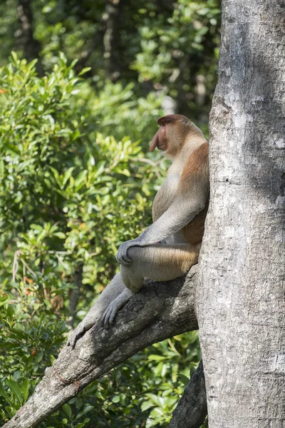 Retrato Macaco Proboscis Selvagem Larvatus Nasalis Macaco Holandês Floresta Tropical — Fotografia de Stock