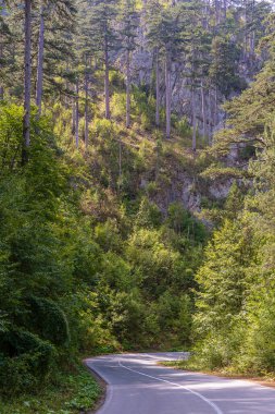 Dağ yolu ve yeşil kozalaklı orman, kuzey Karadağ, Avrupa