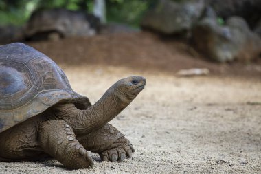 Seyşeller 'in dev kaplumbağası ya da aldabrachelys dev hololissa, Seyşeller' in dev kubbeli kaplumbağası olarak da bilinir. Mauritius Adası 'ndaki dev kaplumbağa, yaklaş.