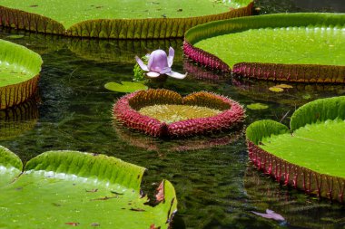 Mauritius Adası 'ndaki botanik bahçesinde dev bir nilüfer çiçeği. Victoria amazonica ya da Victoria regia, kapatın.