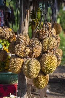 King meyve, meyve pazarında durian kadar yakın. Ada Bali, Endonezya, Ubud