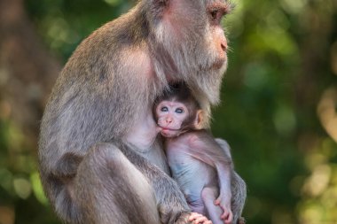 Kutsal maymun orman Ubud, Bali, Endonezya, anne ve bebek maymun portresi. Yakın çekim