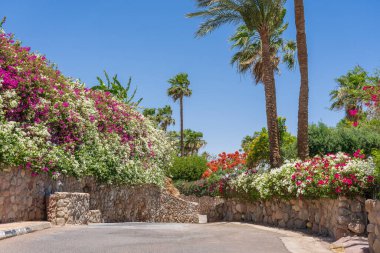 Boş yol, renkli çiçekler ve Sharm El Sheikh 'te Mısır caddesinde palmiye ağaçları.