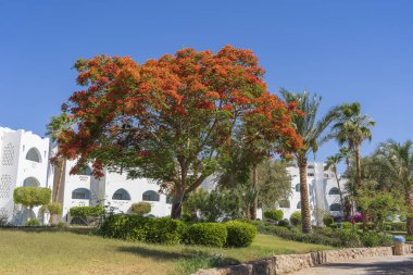 Bina, kumsalda kırmızı tropikal çiçekli alev ağacı sabah Sharm El Sheikh, Mısır, Afrika tatil köyünde