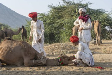 Pushkar, Hindistan - 14 Kasım 2018: Hindistan 'ın kutsal şehri Pushkar, Rajasthan yakınlarındaki Pushkar Camel Mela sırasında çölde yaşayan Hintli erkek ve deve. Bu fuar dünyanın en büyük deve ticaret fuarı.