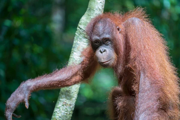 Divoký Ohrožený Orangutan Deštném Pralese Ostrova Borneo Malajsii Zblízka Pomerančový — Stock fotografie