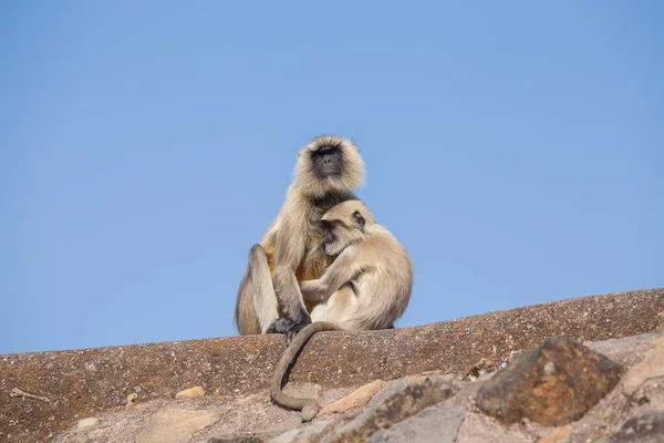 Langur Monkey Family Town Mandu India Close — Stock Photo, Image