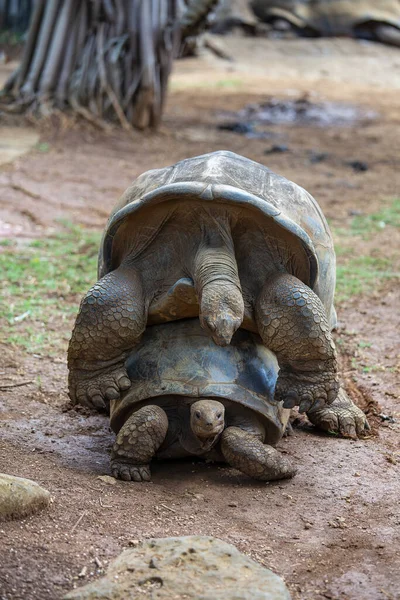 Seychellerna Jätte Sköldpadda Eller Aldabrachelys Gigantea Hololissa Även Känd Som — Stockfoto