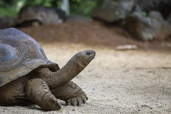 Сейшельская Гигантская Черепаха Aldabrachelys Gigantea Hololissa Известная Сейшельская Гигантская Черепаха — стоковое фото