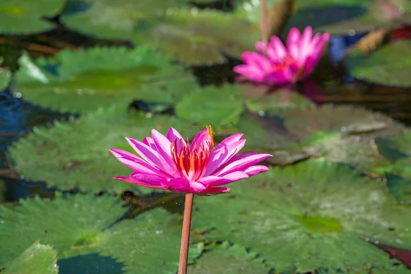 Dragonfly Pink Water Lotus Botanical Tropical Garden Close — Stock Photo, Image