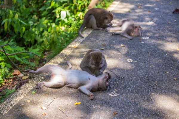 猴子捉跳蚤 印度尼西亚巴厘岛乌布德神圣的猴子森林里的猴族 靠近点 — 图库照片