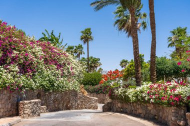 Boş yol, renkli çiçekler ve Sharm El Sheikh 'te Mısır caddesinde palmiye ağaçları.