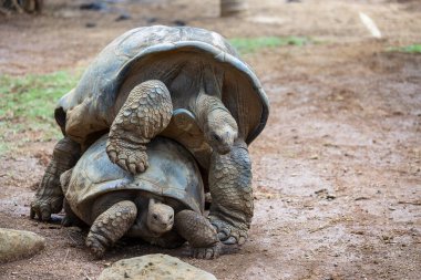 Seyşeller 'in dev kaplumbağası ya da aldabrachelys dev hololissa, Seyşeller' in dev kubbeli kaplumbağası olarak da bilinir. Mauritius Adası 'nda sevişen iki dev kaplumbağa. Yaklaş.