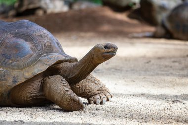 Seyşeller 'in dev kaplumbağası ya da aldabrachelys dev hololissa, Seyşeller' in dev kubbeli kaplumbağası olarak da bilinir. Mauritius Adası 'ndaki dev kaplumbağa, yaklaş.