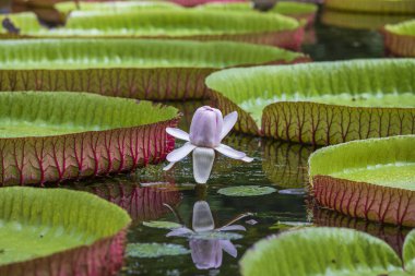 Mauritius Adası 'ndaki botanik bahçesinde dev bir nilüfer çiçeği. Victoria amazonica ya da Victoria regia, kapatın.