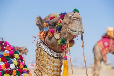 Hindistan 'ın kutsal şehri Pushkar, Rajasthan yakınlarındaki yıllık Pushkar Deve Fuarı sırasında Thar Çölü' nde deve kafası nişanı aldı. Kapat.