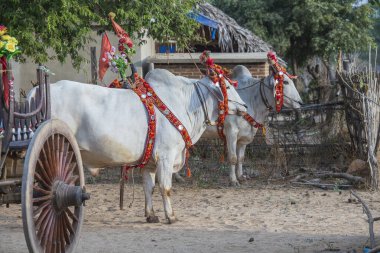 Bagan, Myanmar, Burma 'daki avluda bağış töreni için bufalo süsledim.