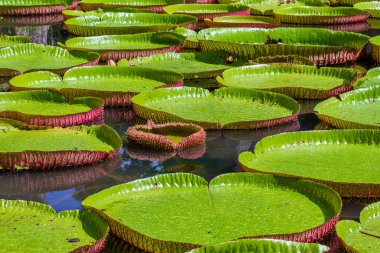 Mauritius Adası 'ndaki botanik bahçesinde dev bir nilüfer çiçeği. Victoria amazonica ya da Victoria regia, kapatın.