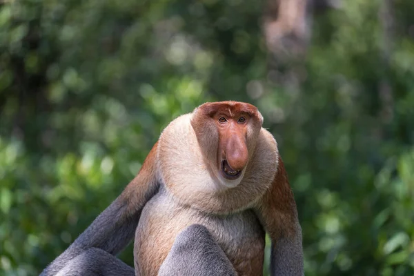 Ritratto Scimmia Proboscide Selvatica Aggressiva Nasalis Larvatus Scimmia Olandese Nella — Foto Stock