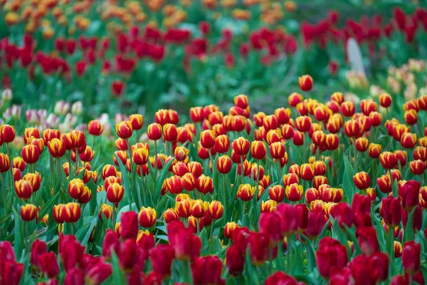 Vackra Färgglada Röda Och Gula Tulpaner Bakgrund Vårblommornas Fält Blomma — Stockfoto