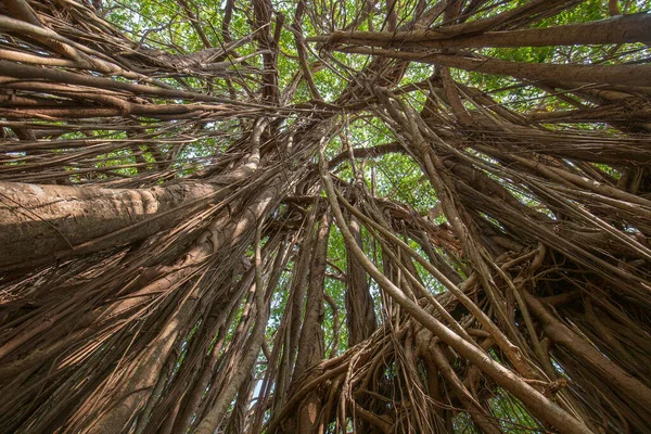 Old Ancient Banyan Tree Long Roots Start Top Branches Ground — Stock Photo, Image