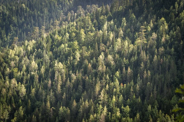 Ovanifrån Gröna Trädtopparna Barrskogar Berg Montenegro Europa — Stockfoto